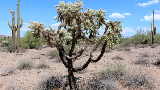 Lost Dutchman State Park