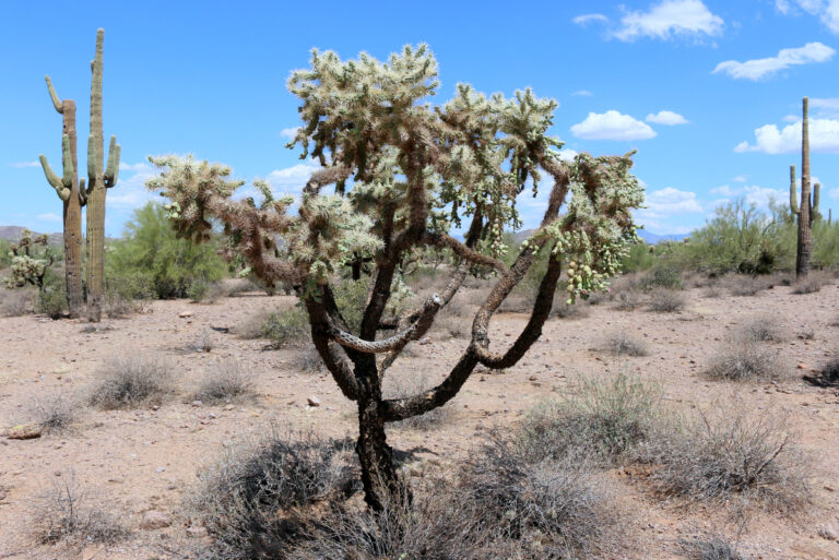 Lost Dutchman State Park
