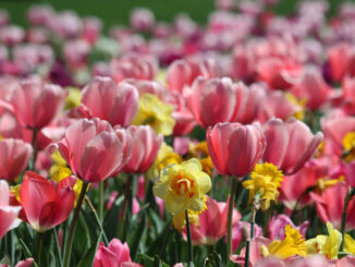 Dallas Arboretum and Botanical Garden