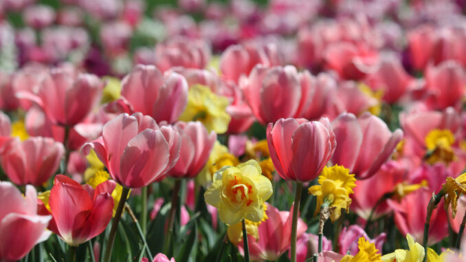 Dallas Arboretum and Botanical Garden
