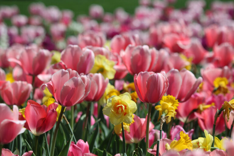 Dallas Arboretum and Botanical Garden