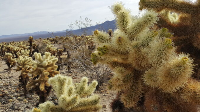 Joshua Tree National Park