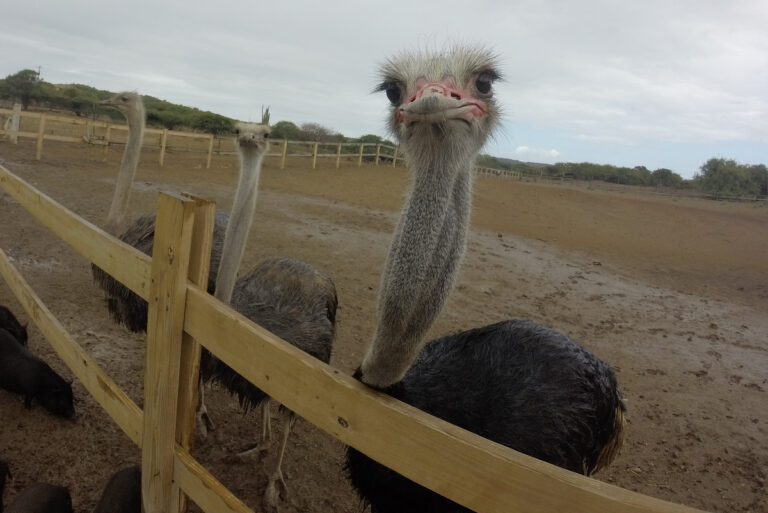 Cura&ccedil;ao Ostrich Farm