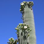 Tucson, Arizona