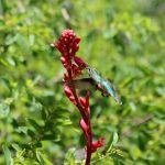 Tucson, Arizona