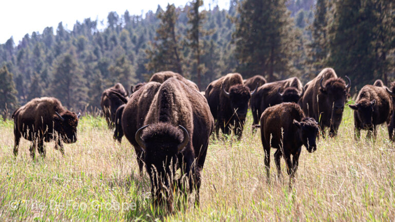 New bison center coming to South Dakota&rsquo;s Custer State Park