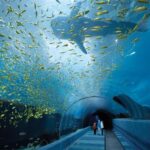 The Georgia Aquarium