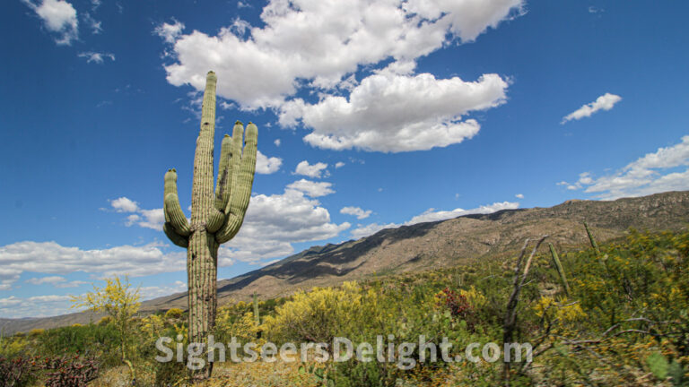 Why you should consider a trip to Tucson, Arizona