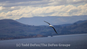 Royal Albatross Centre