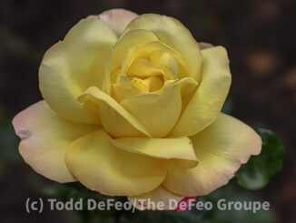 A flower in Queens Park in Invercargill, New Zealand.