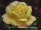 A flower in Queens Park in Invercargill, New Zealand.