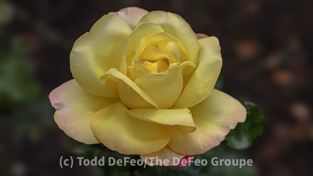 A flower in Queens Park in Invercargill, New Zealand.