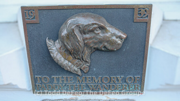 Paddy the Wanderer: A closer look at Wellington’s beloved canine companion