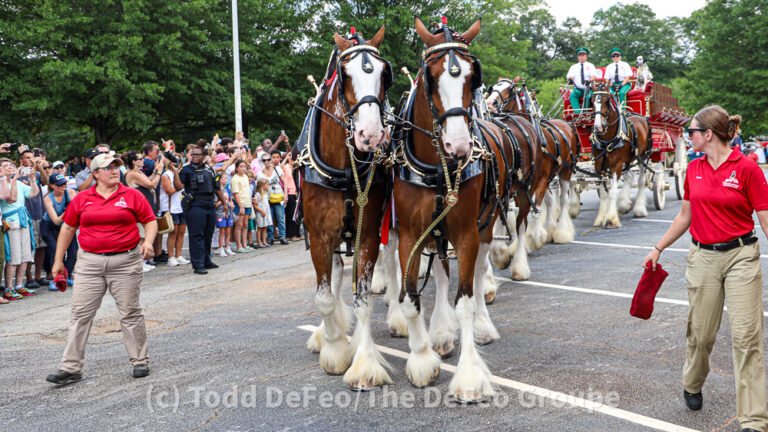 Budweiser Clydesdales dazzle the crowd in Smyrna stop