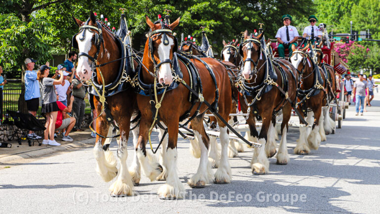 Budweiser Clydesdales take a loop through Smyrna