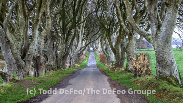 Greetings from the Dark Hedges