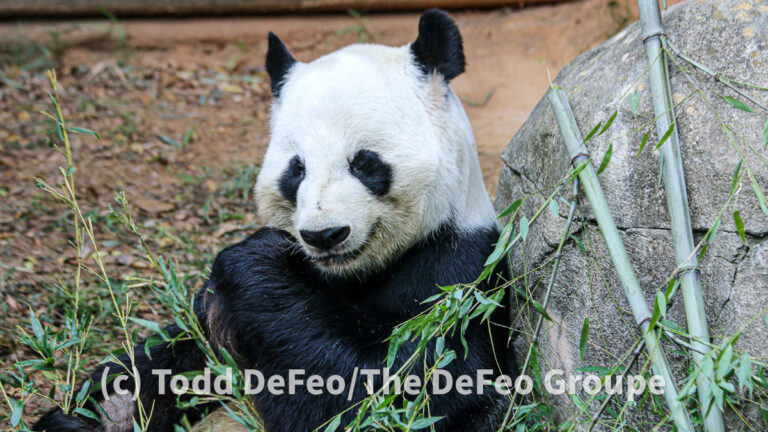 New agreement clears way for giant pandas to return to Zoo Atlanta