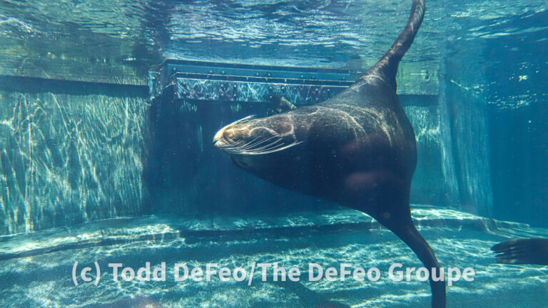 Columbus Zoo unveils plans Wolfe Aquarium